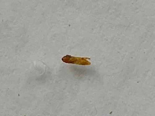 Phyllonorycter sp.